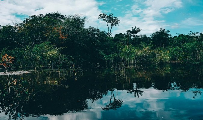 São Paulo to Manaus: Journeying from Urban Jungle to Rainforest